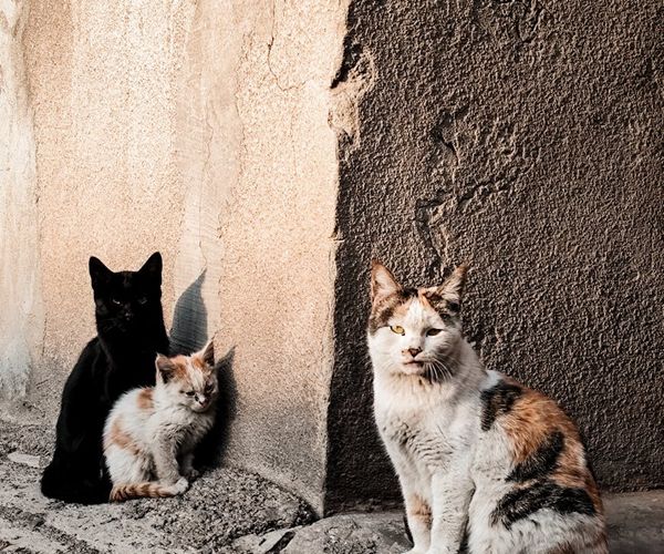 Soft shadows of leaves on a dark carbon textured wall
